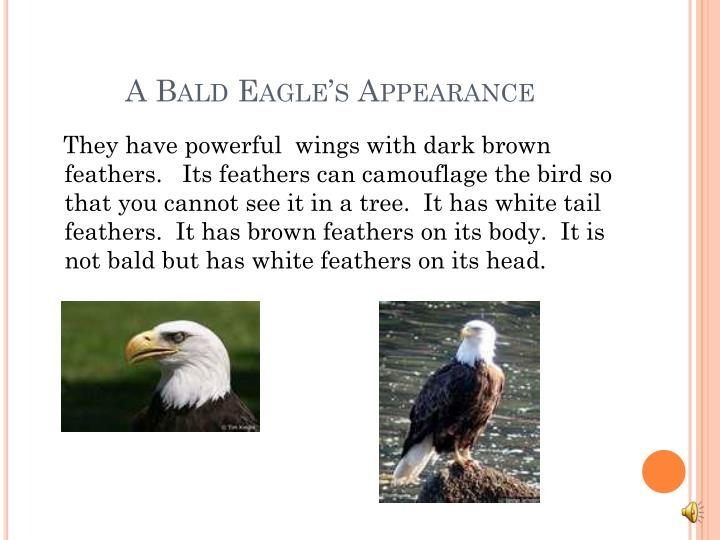 ppt bald eagle powerpoint presentation id 3042104 ppt bald eagle powerpoint presentation id 3042104