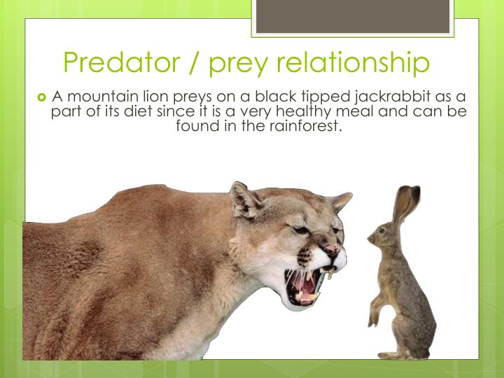 examples of predator prey relationships in the tropical rainforest