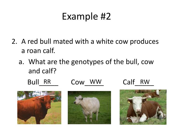 what do codominance and incomplete dominance have in common