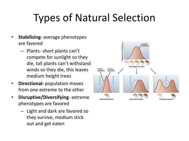 PPT Living things produce more offspring than will survive. There is