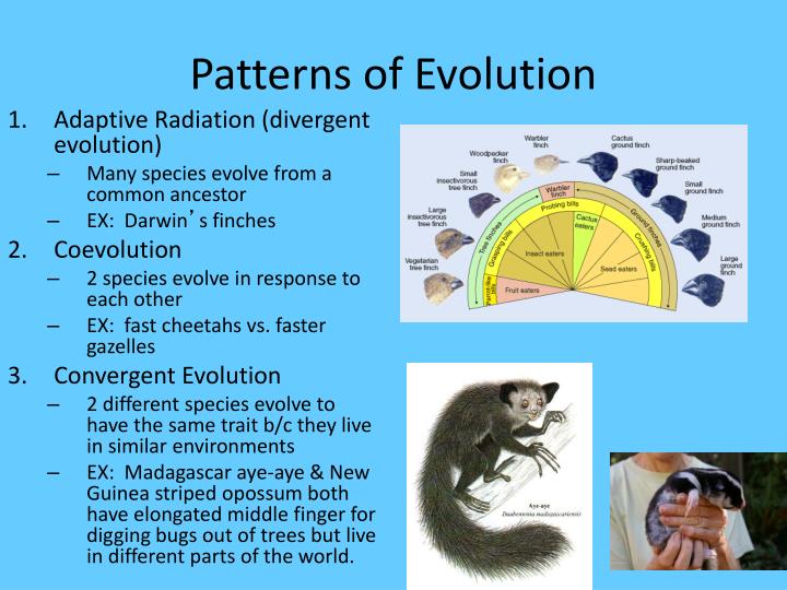 PPT EVOLUTION PowerPoint Presentation ID3076360