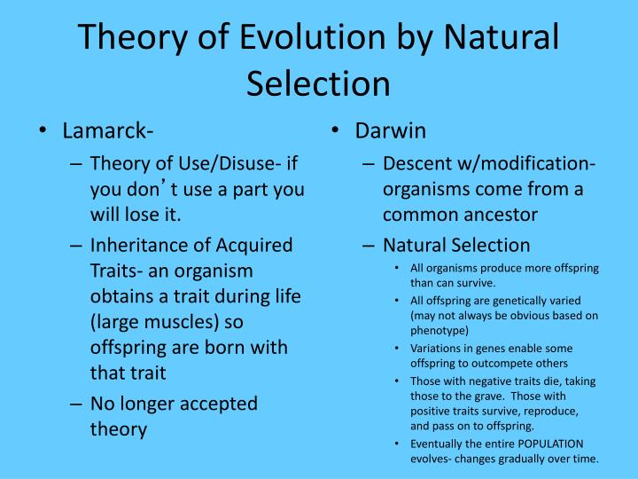 The Theory Of Natural Selection