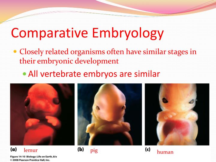 PPT - Homologous and Analogous Structures PowerPoint Presentation - ID