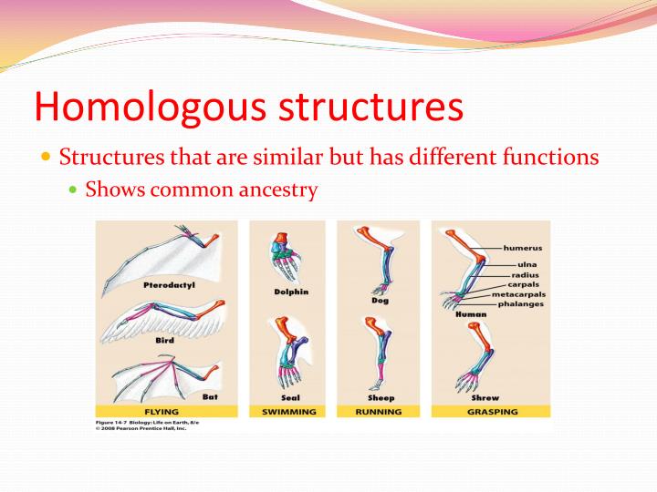 free download homologous structures free download homologous structures