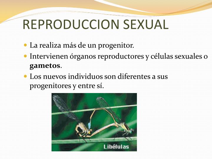 Ppt La Reproduccion Powerpoint Presentation Id 3082622