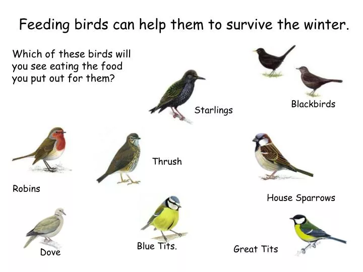 ppt feeding birds can help them to survive the winter ppt feeding birds can help them to survive the winter