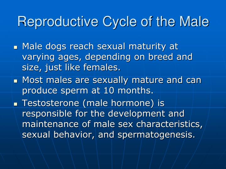 PPT - Canine Reproduction and Breeding PowerPoint Presentation - ID:3122841