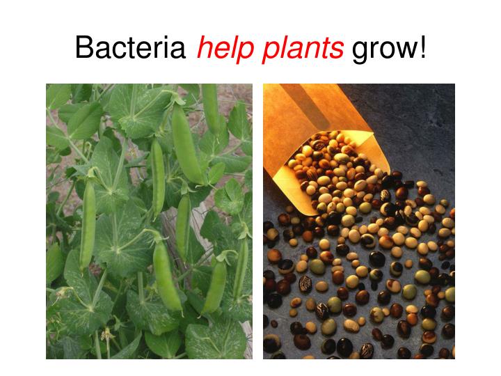 PPT Good Bacteria PowerPoint Presentation ID3125293