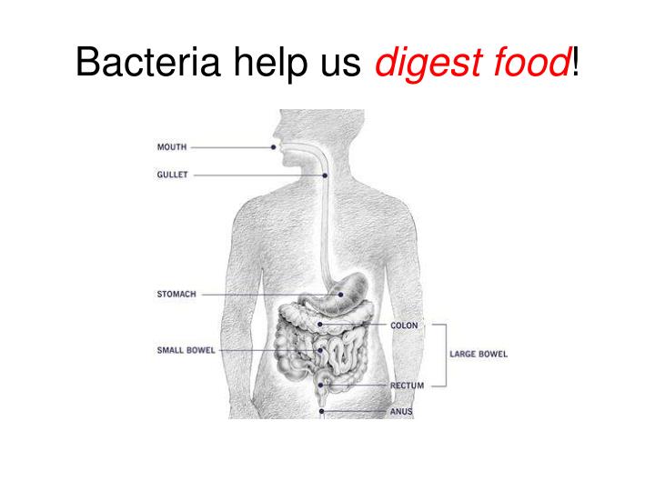 Can Bacteria Digest Their Food Can Bacteria Digest Their Food