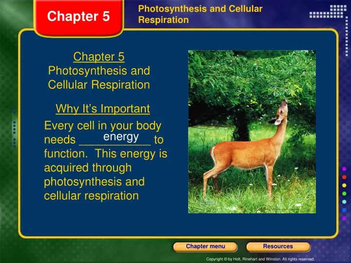 essays about photosynthesis and celluar respiration This post covers all details on what are some very important elements and concepts for the ap biology exam that you should not let slide. essays about photosynthesis and celluar respiration This post covers all details on what are some very important elements and concepts for the ap biology exam that you should not let slide.