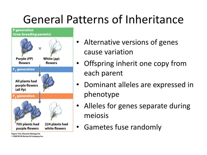 Ppt Patterns Of Inheritance Powerpoint Presentation Id3133372