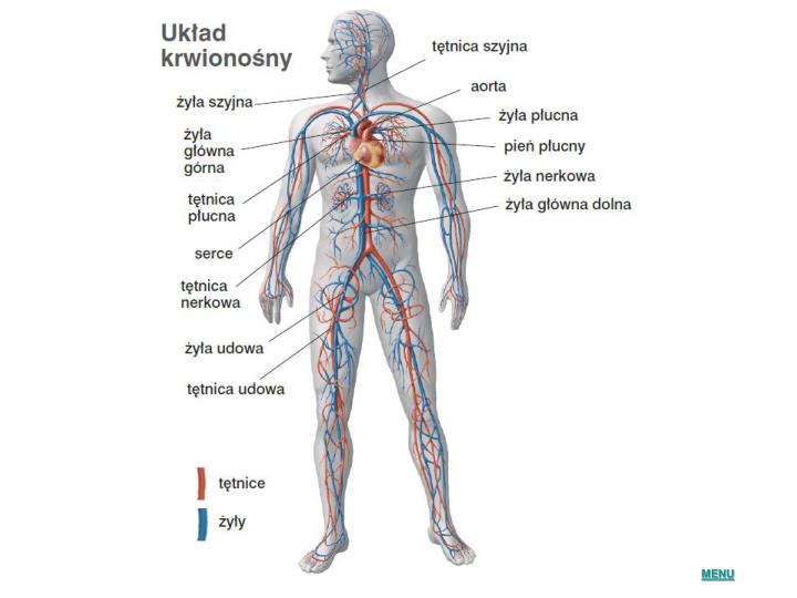 Czym Się Różni Układ Krwionośny Od Limfatycznego PPT - Temat: BUDOWA I FUNKCJONOWANIE UKŁADU KRWIONOŚNEGO PowerPoint