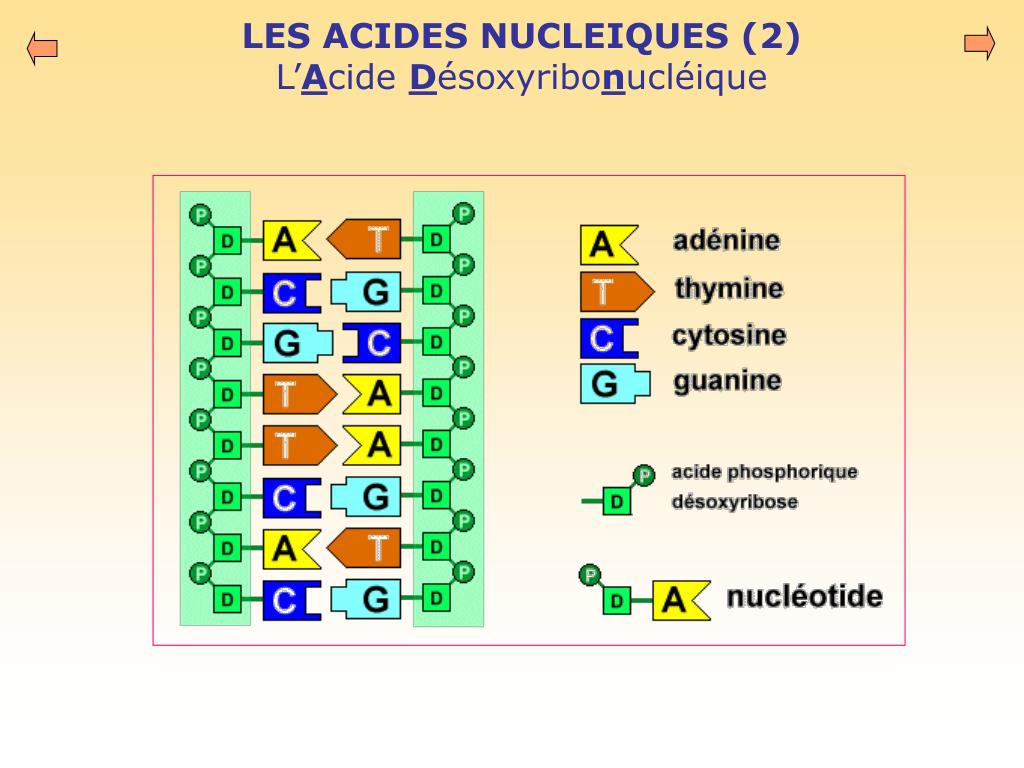 PPT Génétique moléculaire PowerPoint Presentation free download ID