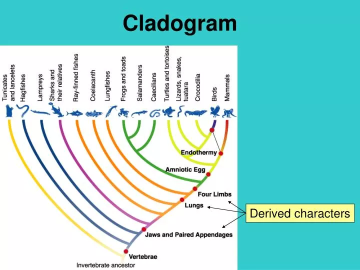 ppt-cladogram-powerpoint-presentation-id-3143785