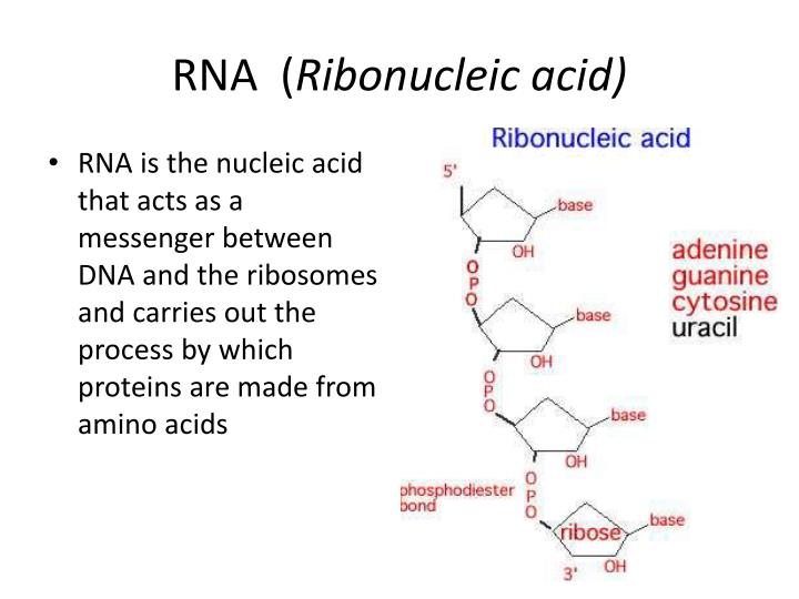 dna stands for ribonucleic acid dna stands for ribonucleic acid