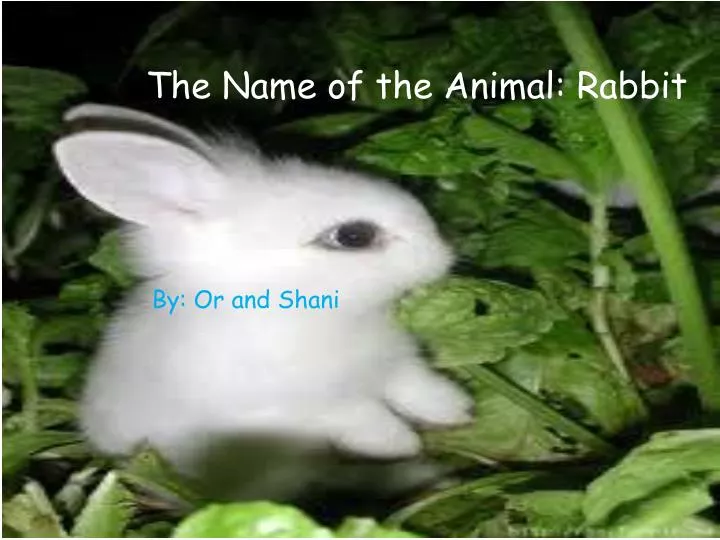 Rabbit thesis