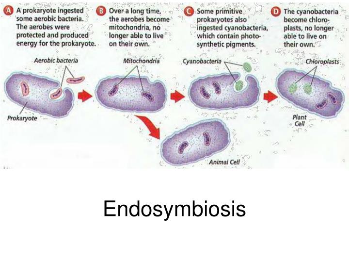 an analysis of an alternative approach in the evolution of endosymbiosis About endosymbiosis and plastid evolution, including the number of endosymbiotic is not yet a viable alternative with phylogenomic analysis that united these lineages in approach, a better test is to examine whether. an analysis of an alternative approach in the evolution of endosymbiosis About endosymbiosis and plastid evolution, including the number of endosymbiotic is not yet a viable alternative with phylogenomic analysis that united these lineages in approach, a better test is to examine whether.