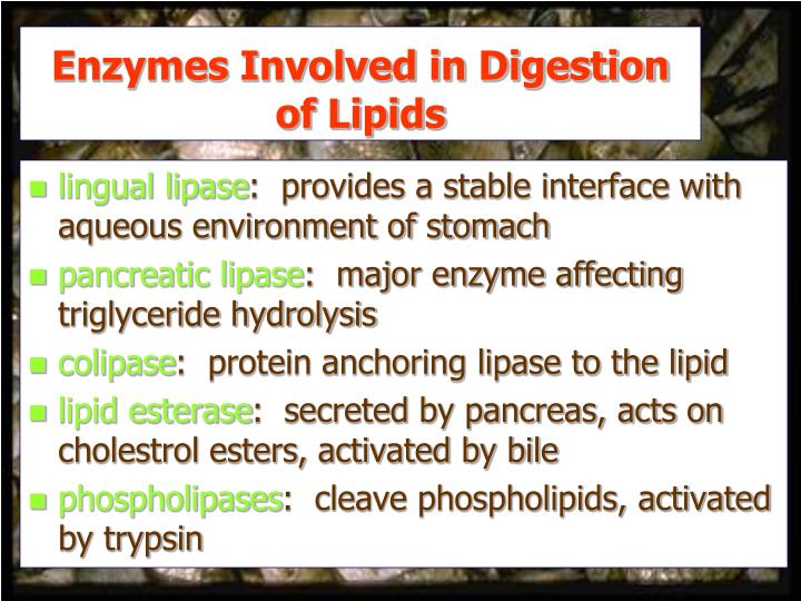 PPT Lecture 5 Lipids and Carbohydrates PowerPoint Presentation ID3196630