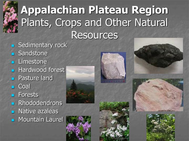 The Appalachian Region of Canada - Mind Map