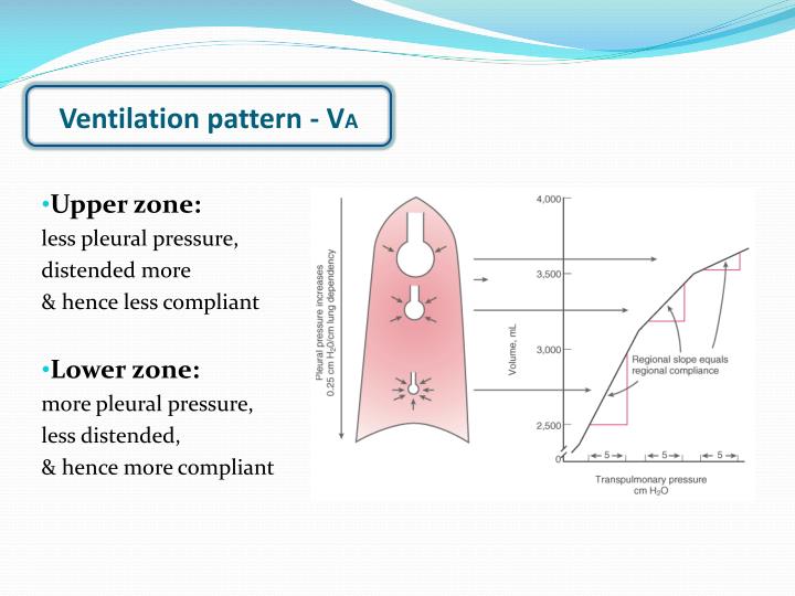 PPT ALVEOLAR VENTILATION PERFUSION PowerPoint Presentation ID3221854