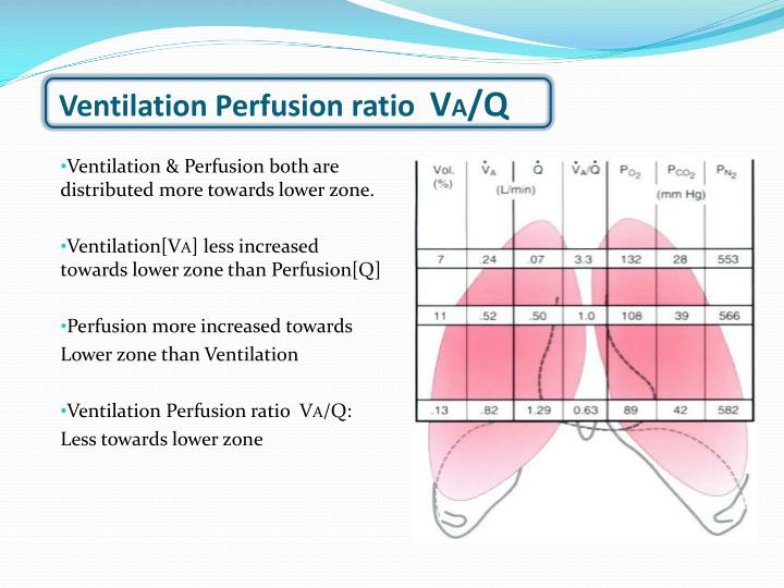 PPT ALVEOLAR VENTILATION PERFUSION PowerPoint Presentation ID3221854