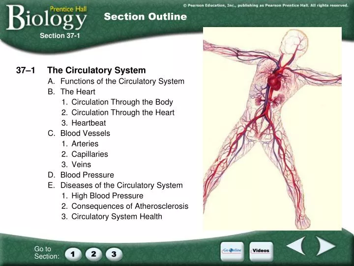 Circulatory System Essay