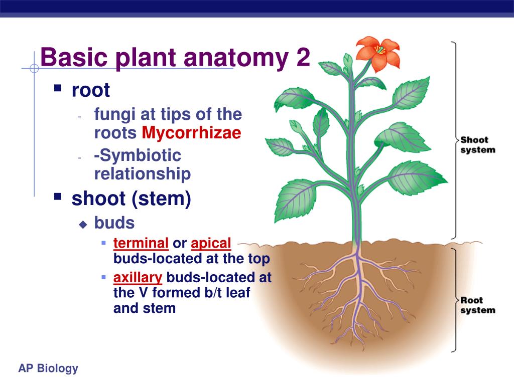 Plant Anatomy And Physiology Ppt