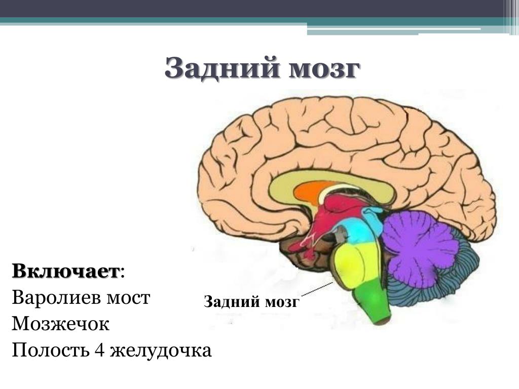 Задний мозг картинки