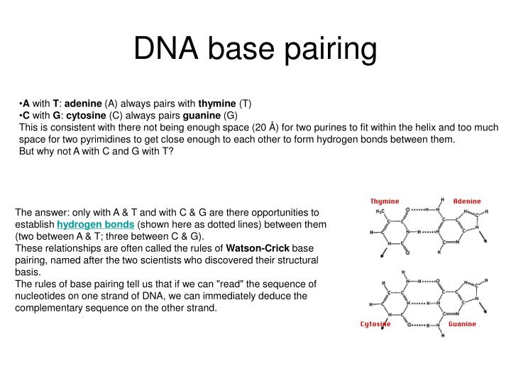 what are the dna base pairing rules what are the dna base pairing rules