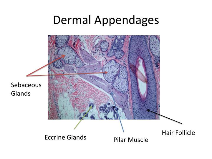 Histology of the Skin PowerPoint Presentation Biology Diagrams