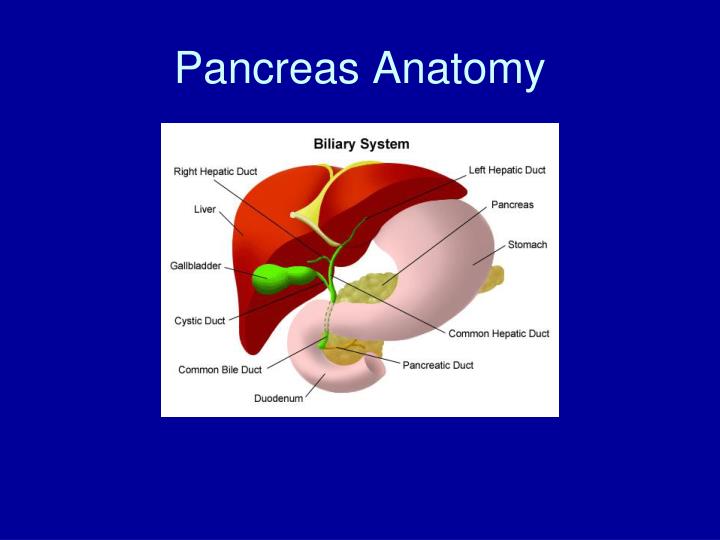 PPT - Pancreas Cancer PowerPoint Presentation - ID:3295655
