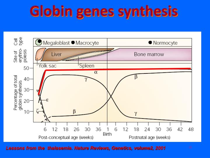 an overview of the importance of hemoglobin in carrying oxygene La société de pathologie exotique (association loi 1901) est reconnue d'utilité publique depuis 1962, et est habilitée à recevoir dons et legs. an overview of the importance of hemoglobin in carrying oxygene La société de pathologie exotique (association loi 1901) est reconnue d'utilité publique depuis 1962, et est habilitée à recevoir dons et legs.