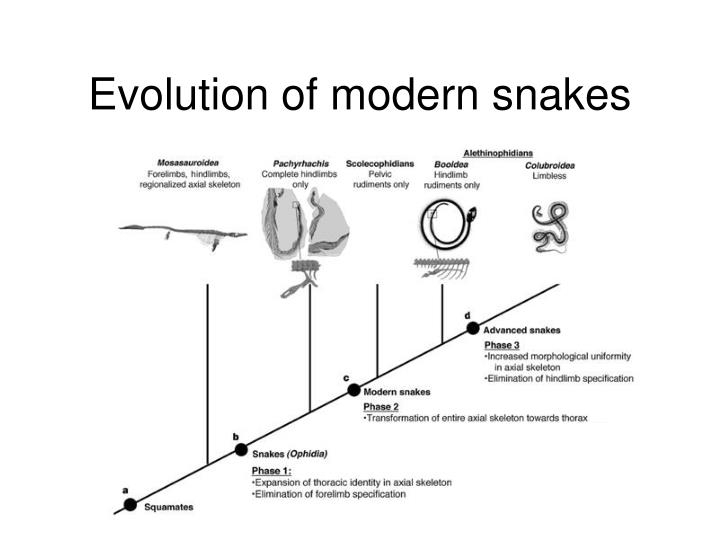 PPT - Homeobox Genes and Evolution PowerPoint Presentation - ID:3311534