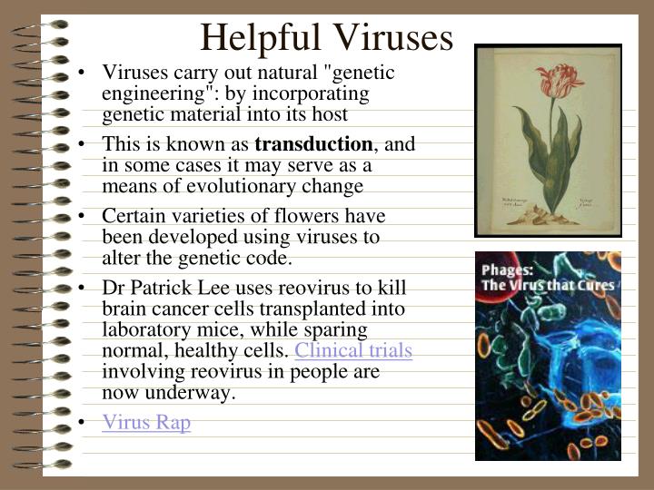 how can viruses be helpful to humans how can viruses be helpful to humans