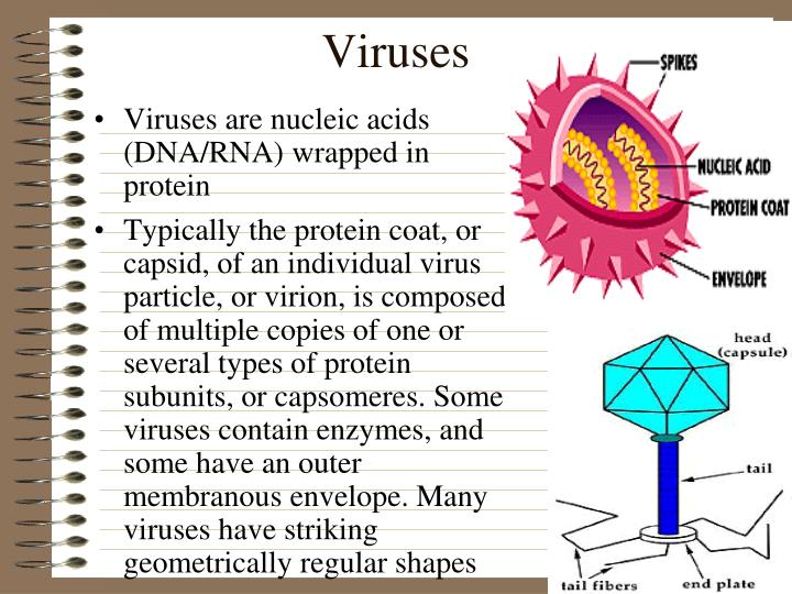 PPT - Viruses PowerPoint Presentation - ID:3386690