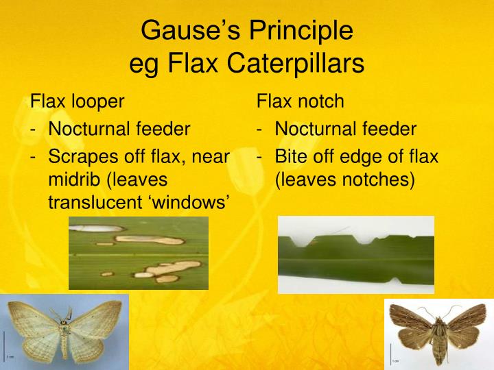 PPT - Biology 2.6 - Ecology PowerPoint Presentation - ID:3397826