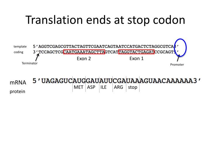 molecular-biology-how-to-find-the-amino-acid-that-is-bound-to-a-trna