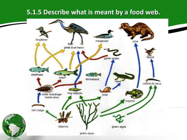 what is meant by organism what is meant by organism