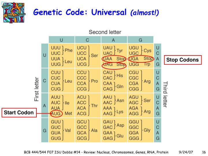 genetic coding The genetic code consists of a sequence of three letter words (sometimes called 'triplets', sometimes called 'codons'), written one after another along the length of the dna strand each code word is a unique combination of three letters (like the ones shown above) that will eventually be interpreted as a single amino acid in a polypeptide chain. genetic coding The genetic code consists of a sequence of three letter words (sometimes called 'triplets', sometimes called 'codons'), written one after another along the length of the dna strand each code word is a unique combination of three letters (like the ones shown above) that will eventually be interpreted as a single amino acid in a polypeptide chain.