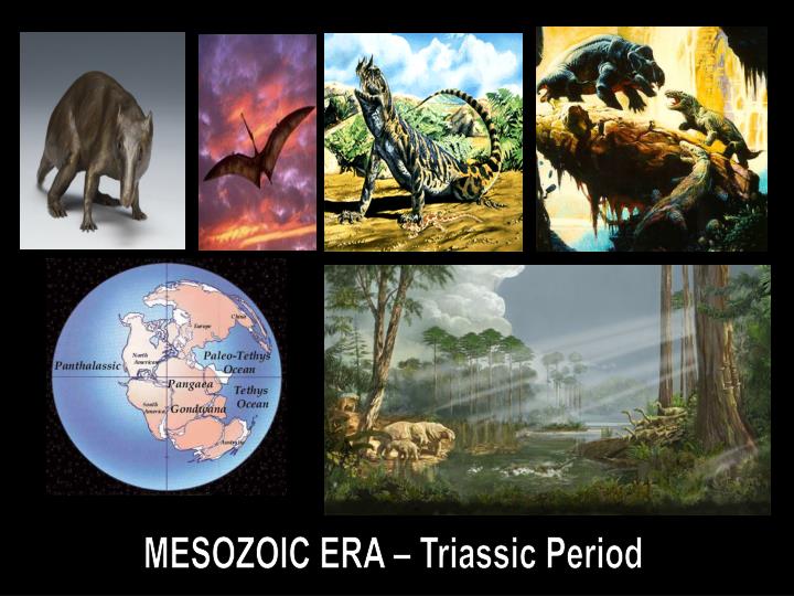 mesozoic era Definition of mesozoic era in the audioenglishorg dictionary meaning of mesozoic era what does mesozoic era mean proper usage and pronunciation (in phonetic transcription) of the word mesozoic era. mesozoic era Definition of mesozoic era in the audioenglishorg dictionary meaning of mesozoic era what does mesozoic era mean proper usage and pronunciation (in phonetic transcription) of the word mesozoic era.