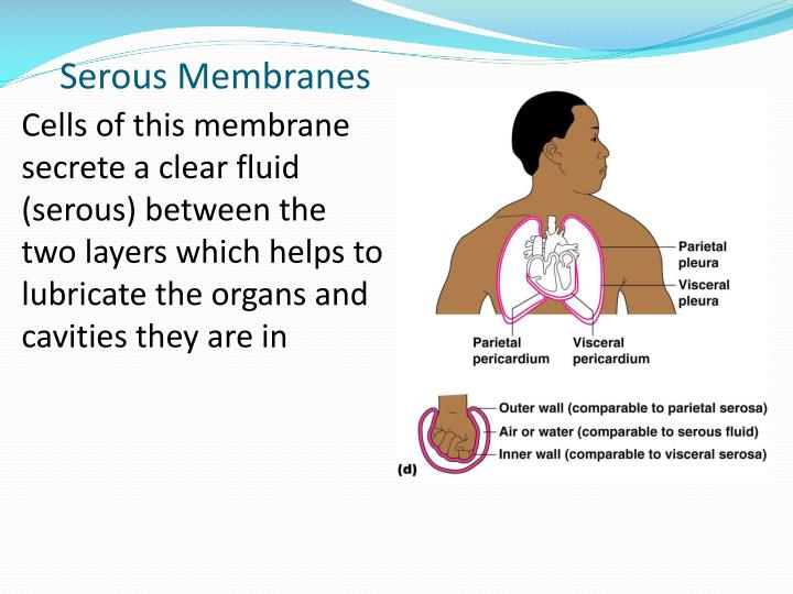 PPT - Chapter 4: Skin and Body Membranes PowerPoint Presentation - ID