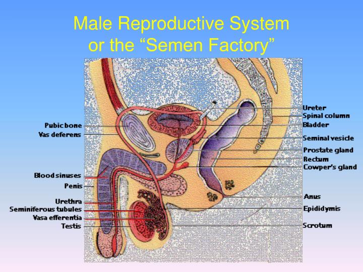 introduction to sexual reproduction in humans Introduction to reproductive health and the introduction to reproductive health who and training in human reproduction. introduction to sexual reproduction in humans Introduction to reproductive health and the introduction to reproductive health who and training in human reproduction.