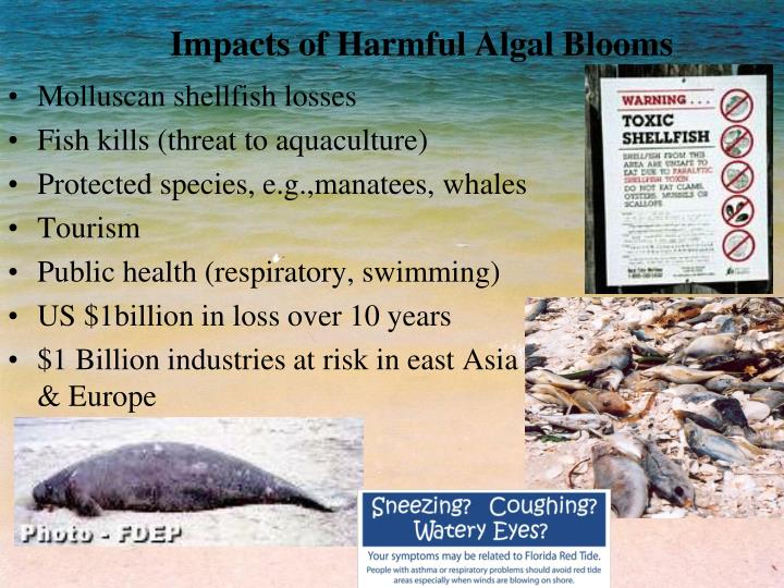 PPT Monitoring and Nowcasting of Harmful Algal Blooms PowerPoint