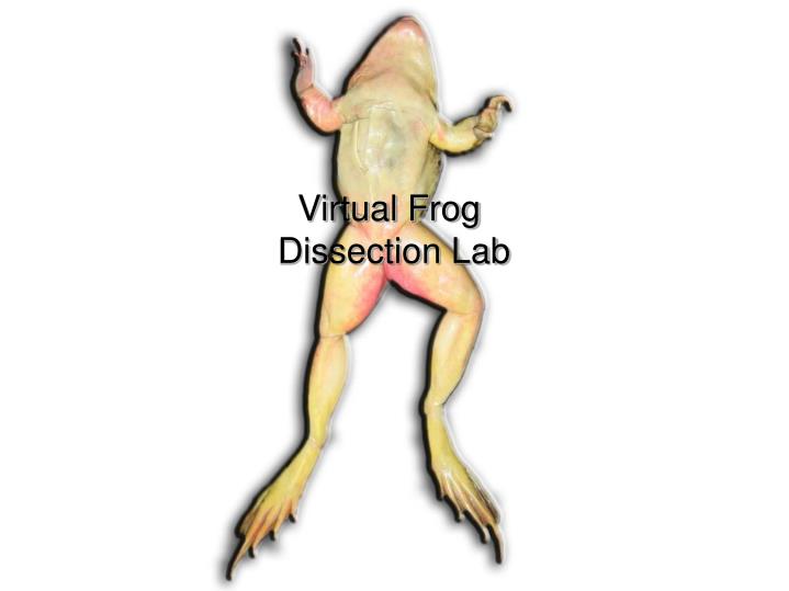 frog heart lab report Virtual lab: general instructions 1 open the virtual lab entitled “virtual frog dissection” lab quiz and lab report”, which can be found on the previous page 3 in this exercise, you will be performing a virtual frog dissection to begin, click on the “introduction” in the leopard frog heart: a the right atrium carries. frog heart lab report Virtual lab: general instructions 1 open the virtual lab entitled “virtual frog dissection” lab quiz and lab report”, which can be found on the previous page 3 in this exercise, you will be performing a virtual frog dissection to begin, click on the “introduction” in the leopard frog heart: a the right atrium carries.