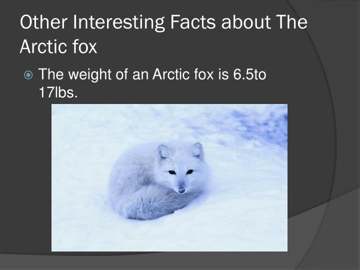 Ppt The Arctic Fox Powerpoint Presentation Id3596728