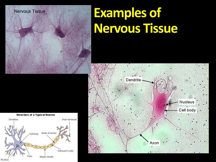 Examples Of Nervous Tissue In The Human Body