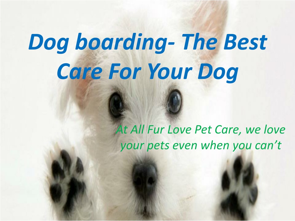 Best place to 2025 board your dog