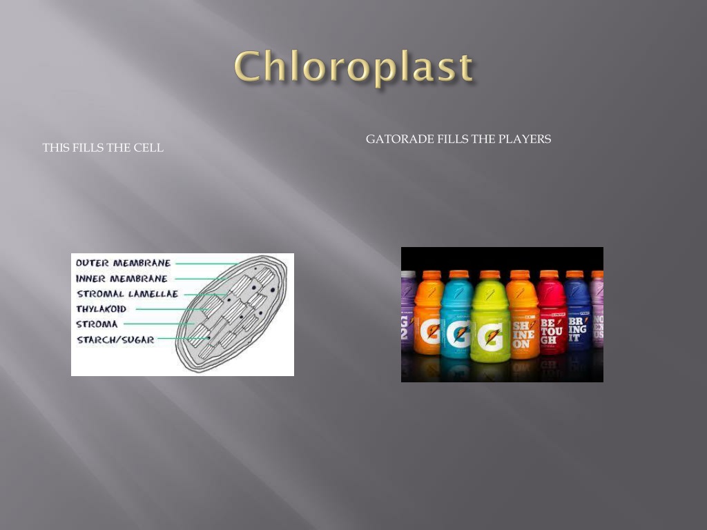 PPT - Cell Organelle: Analogy To A Football Team PowerPoint