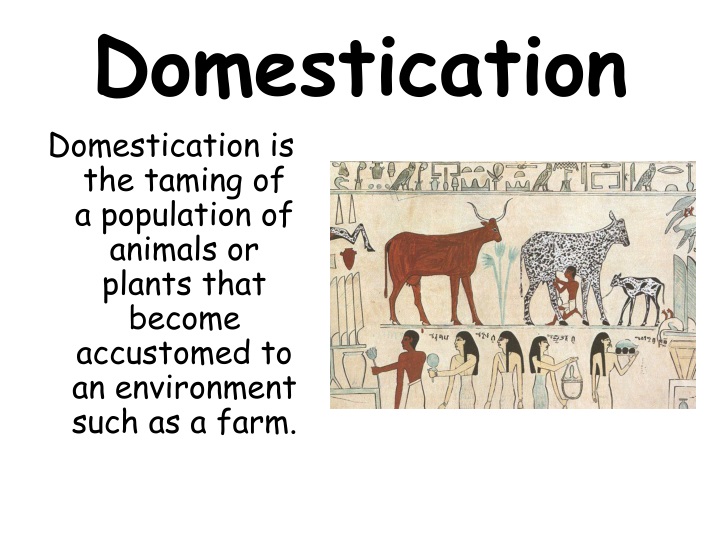 PPT - 6 th Grade Social Studies PowerPoint Presentation - ID:1513745