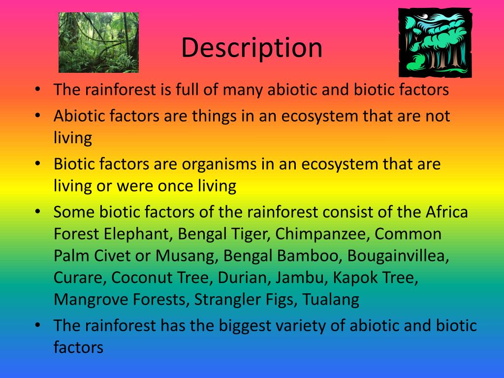 Description Of The Rainforest Ks2 Image To U
